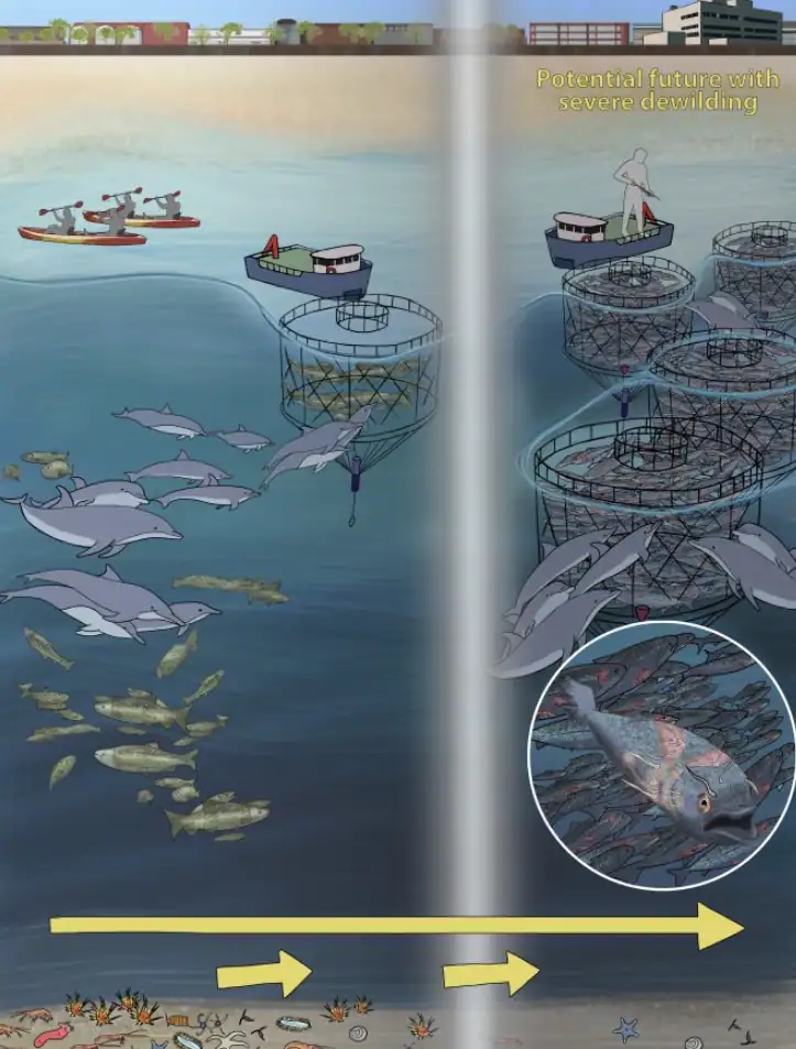 Mariculture dewilding can impact the environment, wildlife, captive animals, and humans’ view of each. (Credit: Emma Bautista)