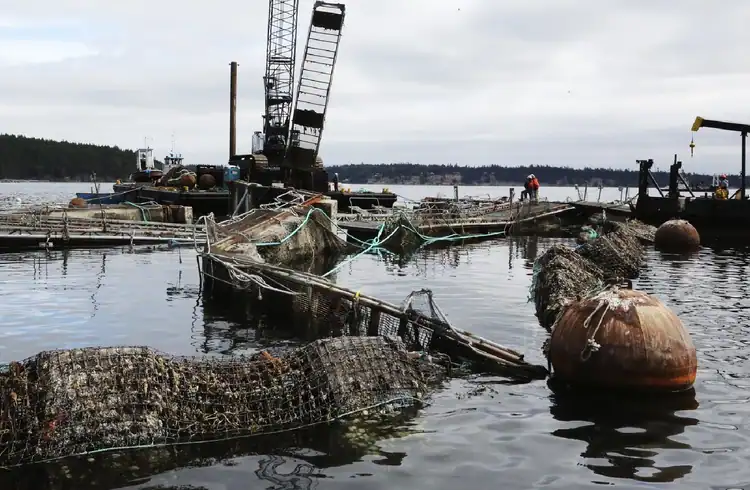 A Cooke Aquaculture net pen collapsed off Cypress Island in 2017. (Alan Berner / The Seattle Times)